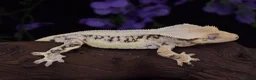 Gecko reptiles for sale: High end crested geckos - Advert 7