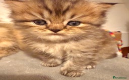 British Longhair cats for sale: Black shaded male boy - Advert 4