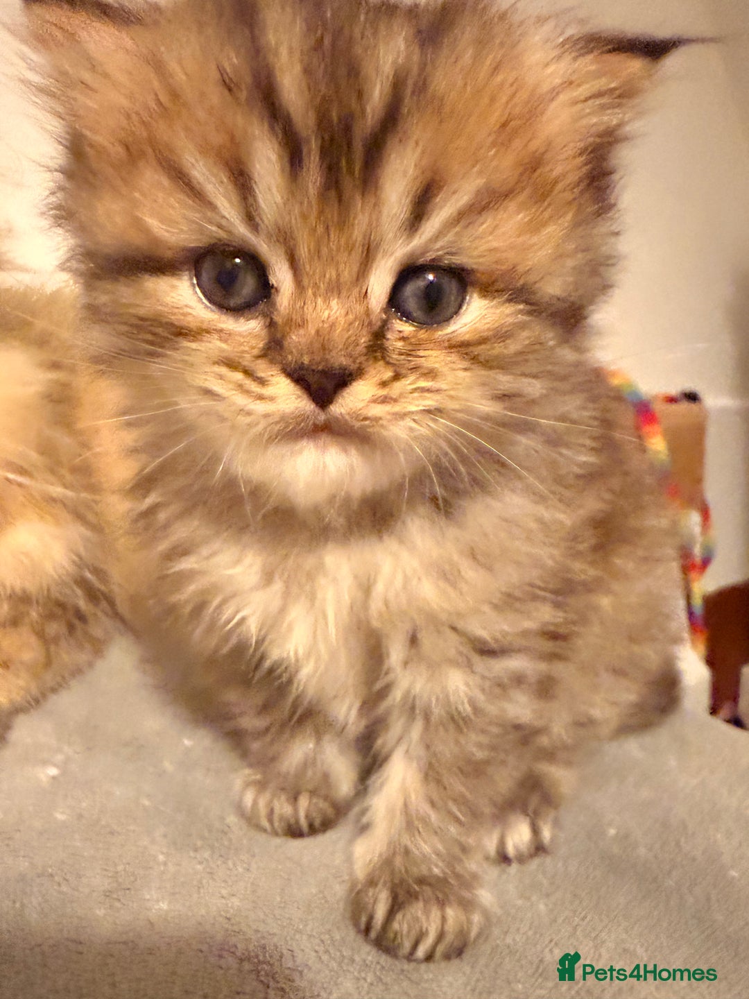 British Longhair cats for sale: Black shaded male boy - Advert 4