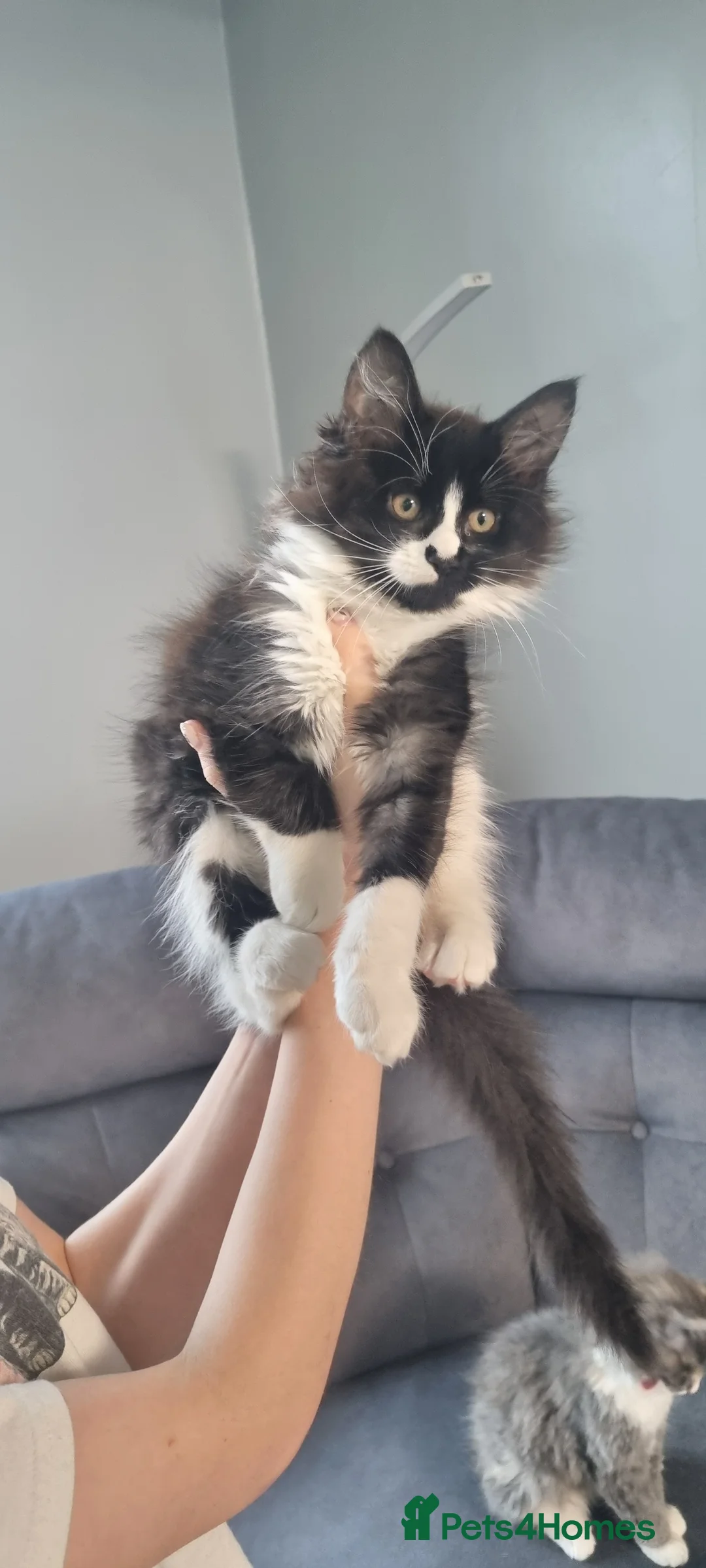 Mixed Breed cats for sale: Fluffy little girls - Advert 8