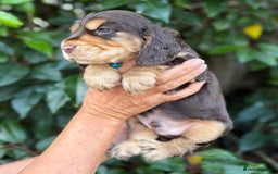 Cocker Spaniel dogs for sale: Show Cocker Spaniel pups KC reg - Image 6