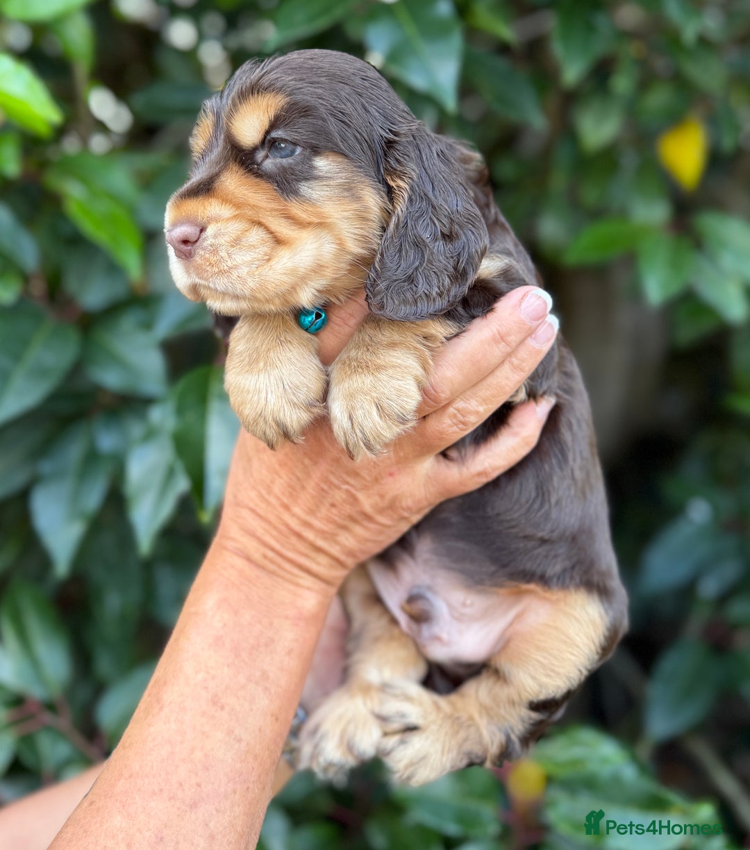 Cocker Spaniel dogs for sale: Show Cocker Spaniel pups KC reg - Image 6
