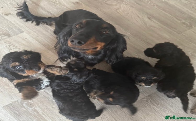 Dachshund dogs - Advert 14