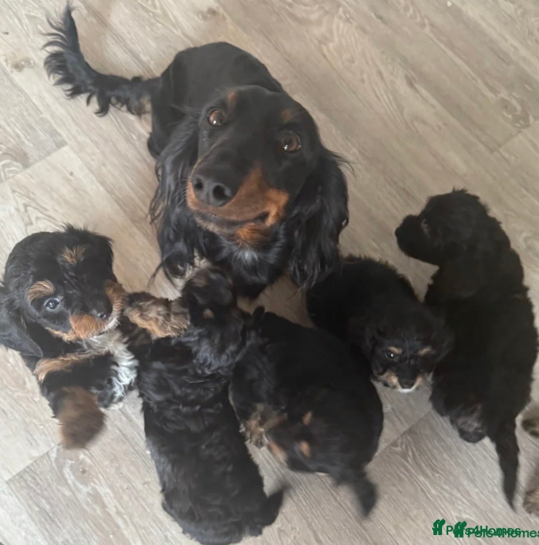 Dachshund dogs for sale: DOXIEPOO PUPPIES  - Image 1