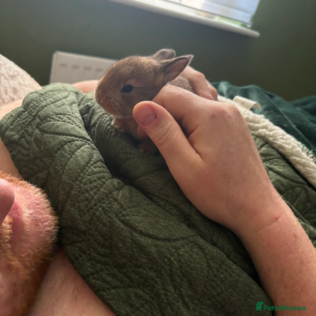 Mixed Breed rabbits for sale: Two beautiful baby bunnies - Advert 6