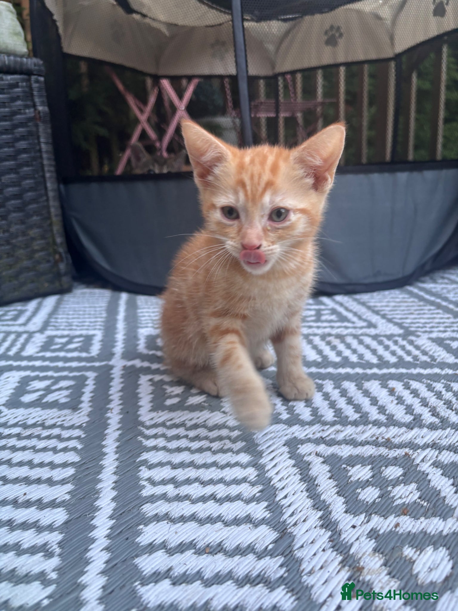 Mixed Breed cats M&F Kittens For Sale  - Advert 1