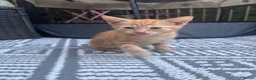 Mixed Breed cats for sale: M&F Kittens For Sale  - Advert 1
