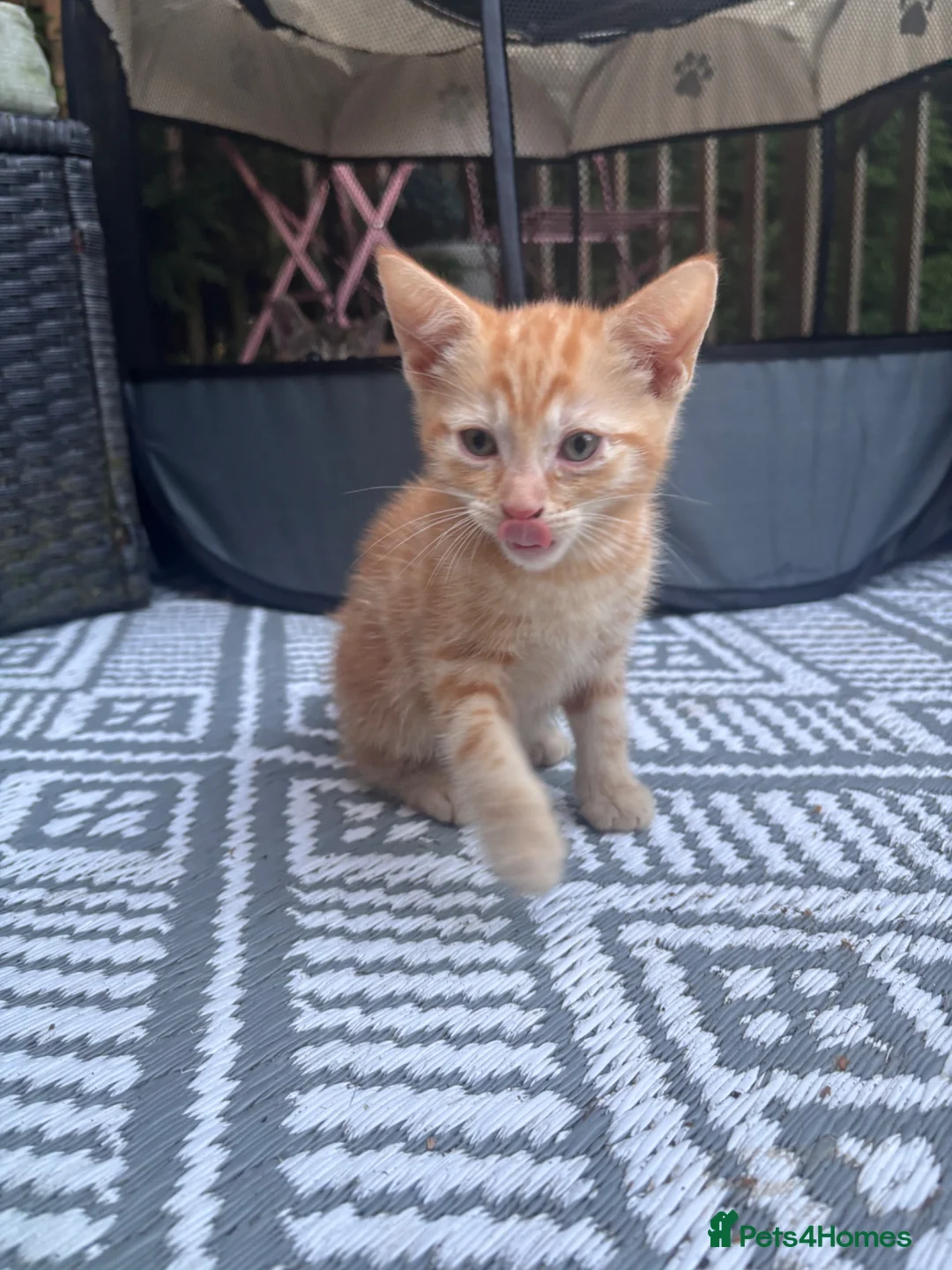 Mixed Breed cats for sale: M&F Kittens For Sale  - Advert 1