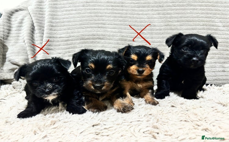 Mixed Breed dogs - Advert 2