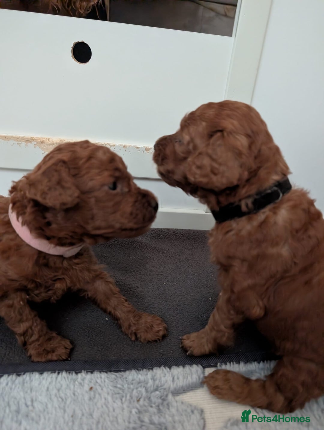 Miniature Poodle dogs for sale: Stunning red miniature poodle - Advert 32