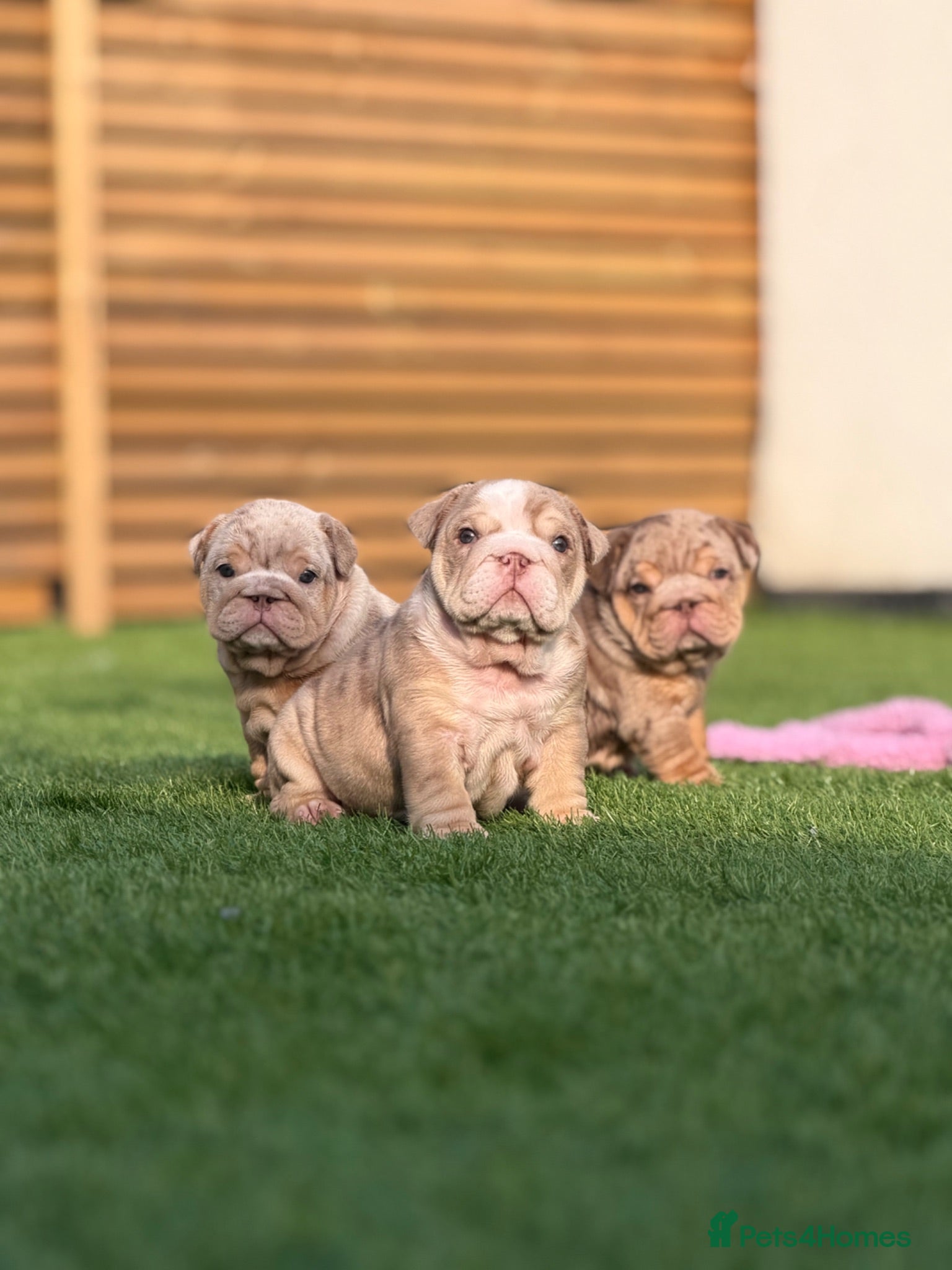 English Bulldog dogs 🔥 Epic Bullyz Major Daughter X Posher Turkish 🔥  - Advert 1