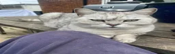 British Shorthair cats for sale: Handsome Boy - Advert 3