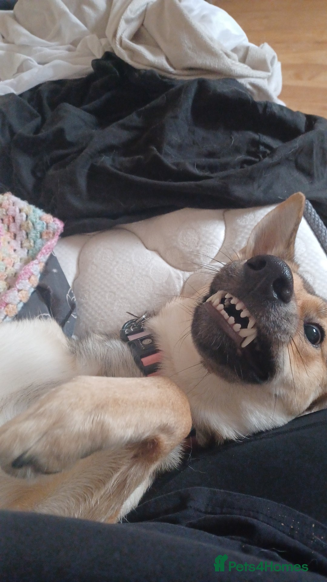 Shepsky dogs for sale: Adorable Friendly Shepsky Needs A New Home - Image 4