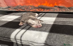 Miniature Dachshund dogs for sale: Stunning litter of miniature dachshund puppies  - Advert 5