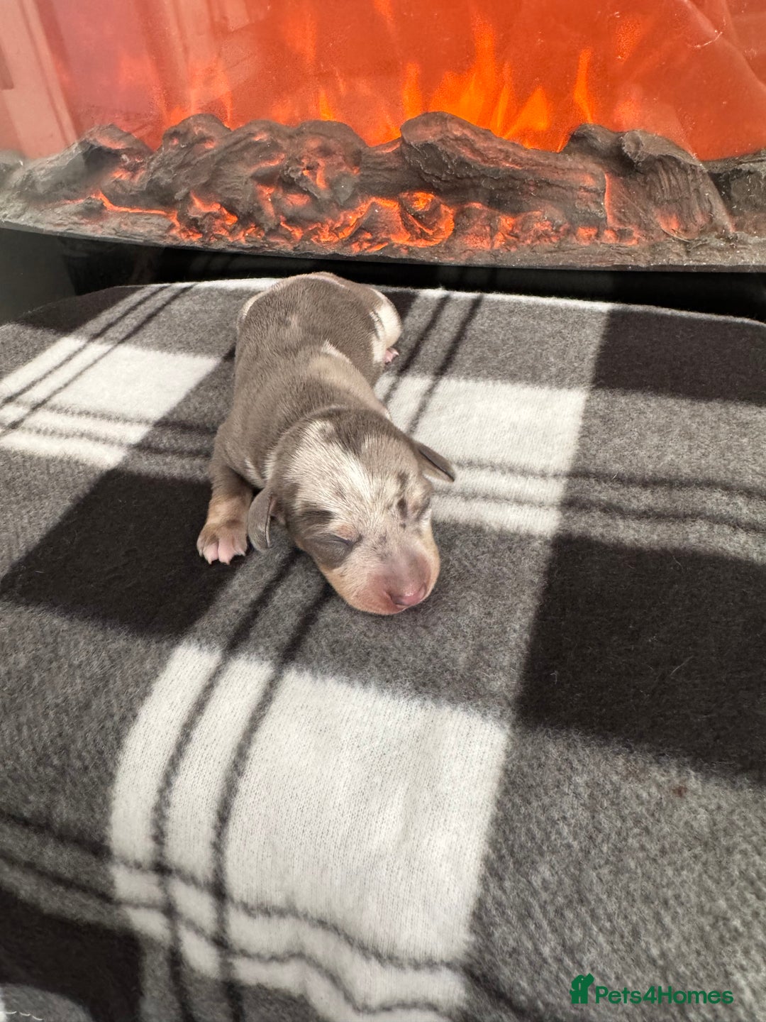 Miniature Dachshund dogs for sale: Stunning litter of miniature dachshund puppies  - Advert 5