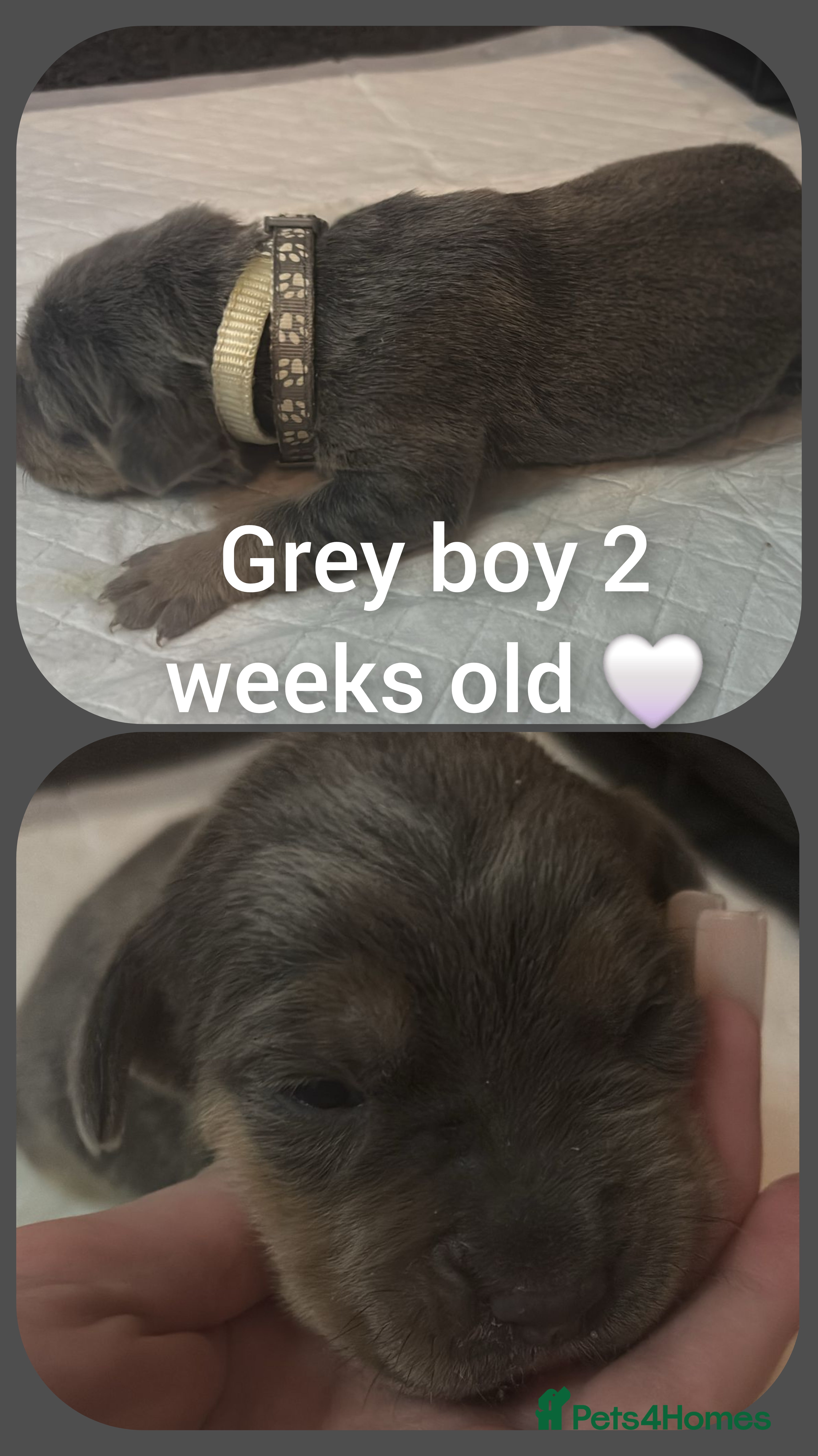 Mixed Breed dogs Staffy cross pups for sale  - Advert 9