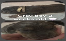 Mixed Breed dogs for sale: Staffy cross pups for sale  - Advert 3