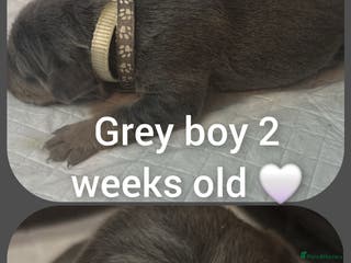 Mixed Breed dogs Staffy cross pups for sale - Advert 17