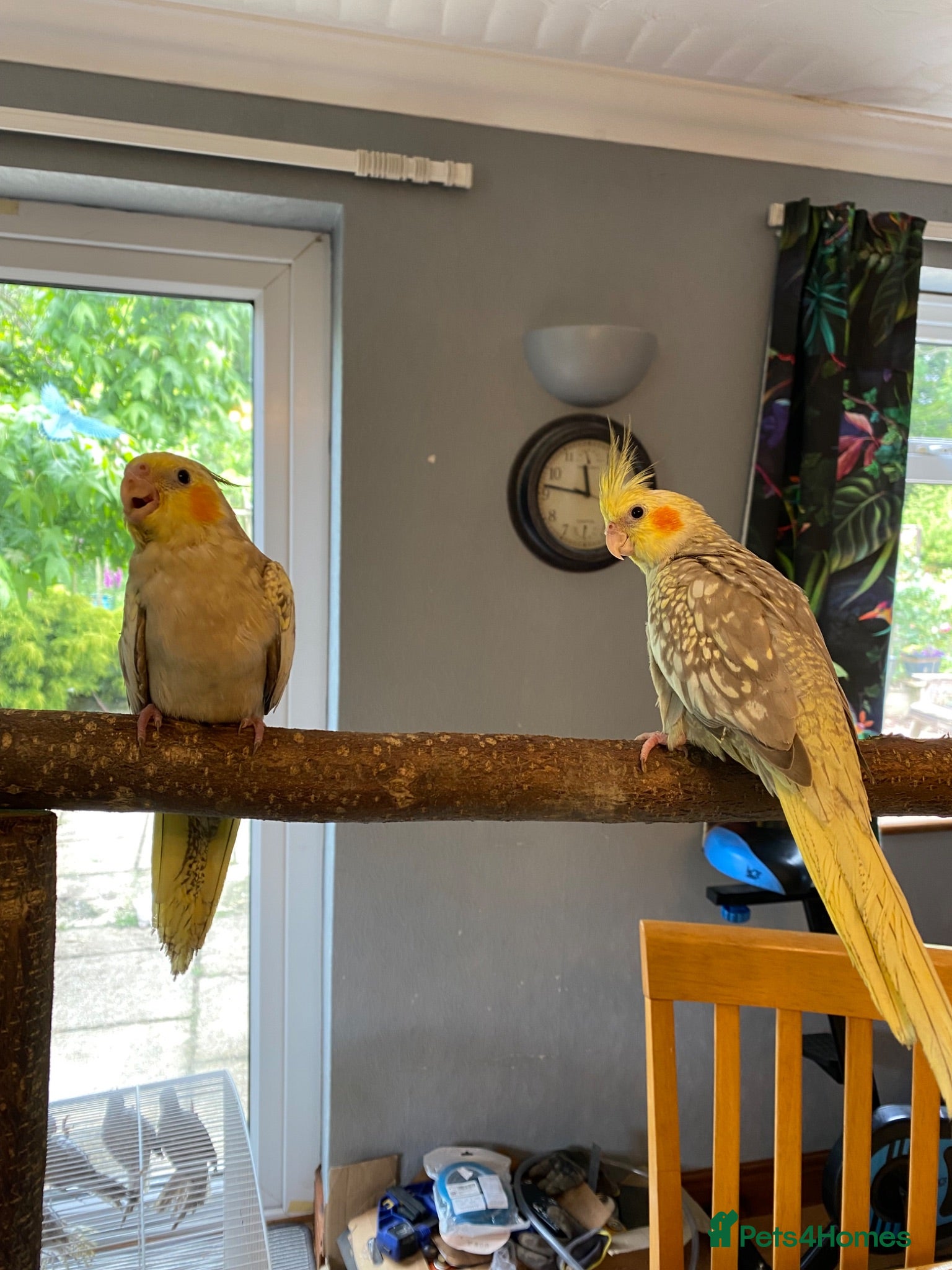 Cockatiels birds Hand reared Cockatiels  - Advert 1