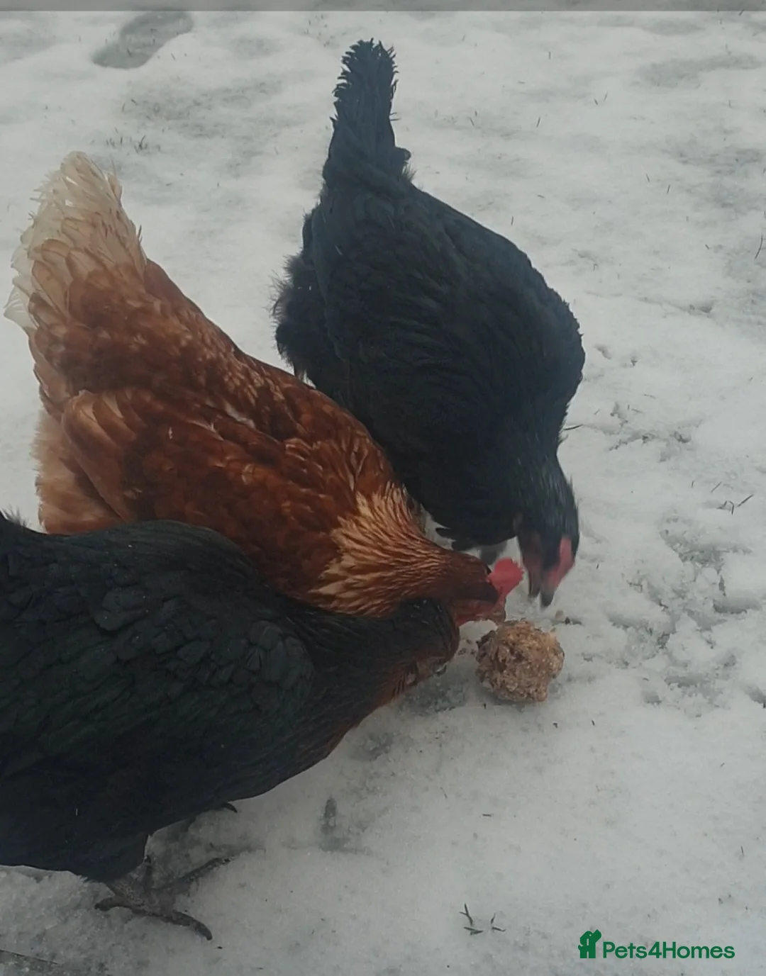 Chickens poultry for sale: 3 laying hens for sale  in Wirral - Advert 2