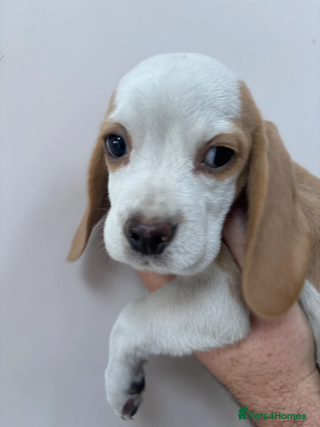 Beagle dogs for sale: KC registered Beagle puppies  - Advert 28