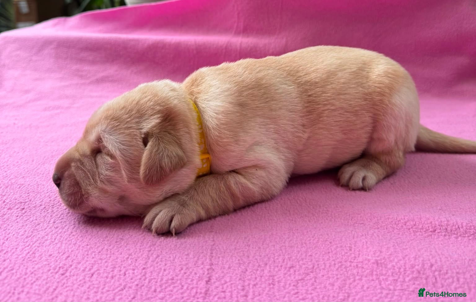 Labrador Retriever dogs Beautiful cream KC Registered litter  - Advert 2