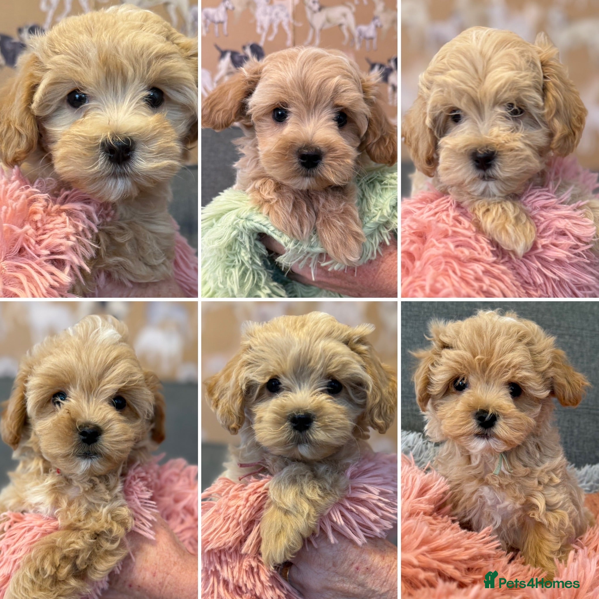 Maltipoo dogs F1 Maltipoo’s READY NOW - Advert 4