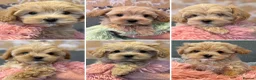 Maltipoo dogs for sale: F1 Maltipoo’s READY NOW - Advert 1
