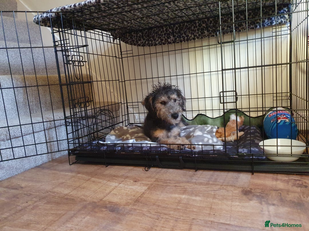 Mixed Breed dogs for sale: A loving home required!  - Image 6