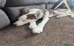 Siberian Husky dogs for sale: Husky  - Image 1