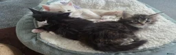 Maine Coon cats for sale: Outstanding TICA registered Maine Coon Kittens - Advert 2