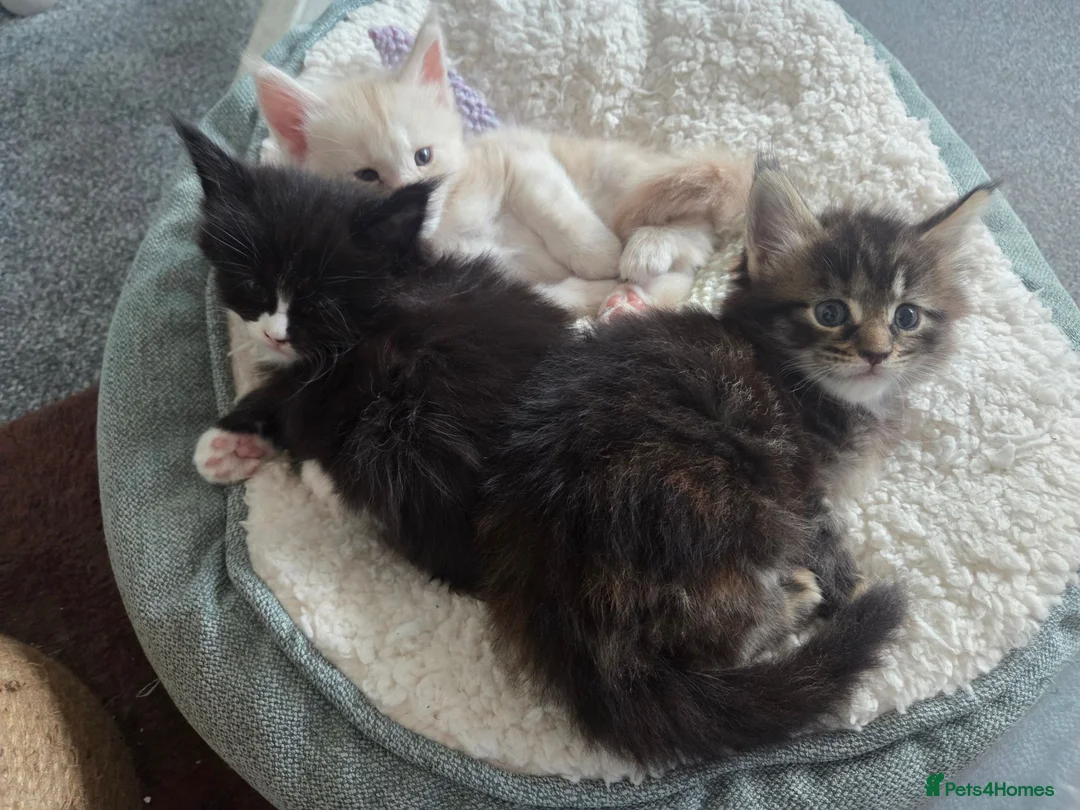 Maine Coon cats for sale: Outstanding TICA registered Maine Coon Kittens - Advert 2