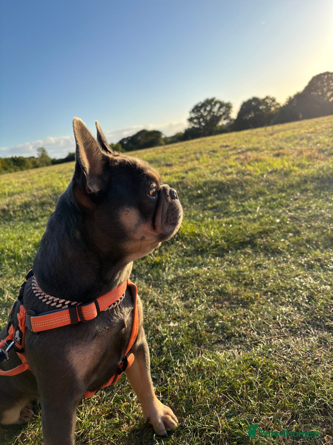 French Bulldog dogs for sale: 16 month old girl frenchie - Advert 5