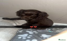 Cocker Spaniel dogs for sale: Female cocker spaniel  - Image 1