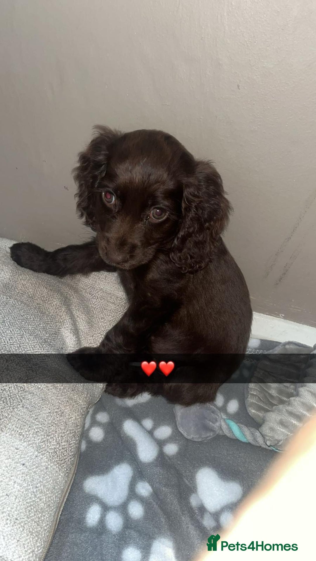 Cocker Spaniel dogs for sale: Female cocker spaniel  - Image 1