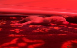 Pomchi dogs for sale: 🐾POMCHI PUPPIES🐾 - Image 10