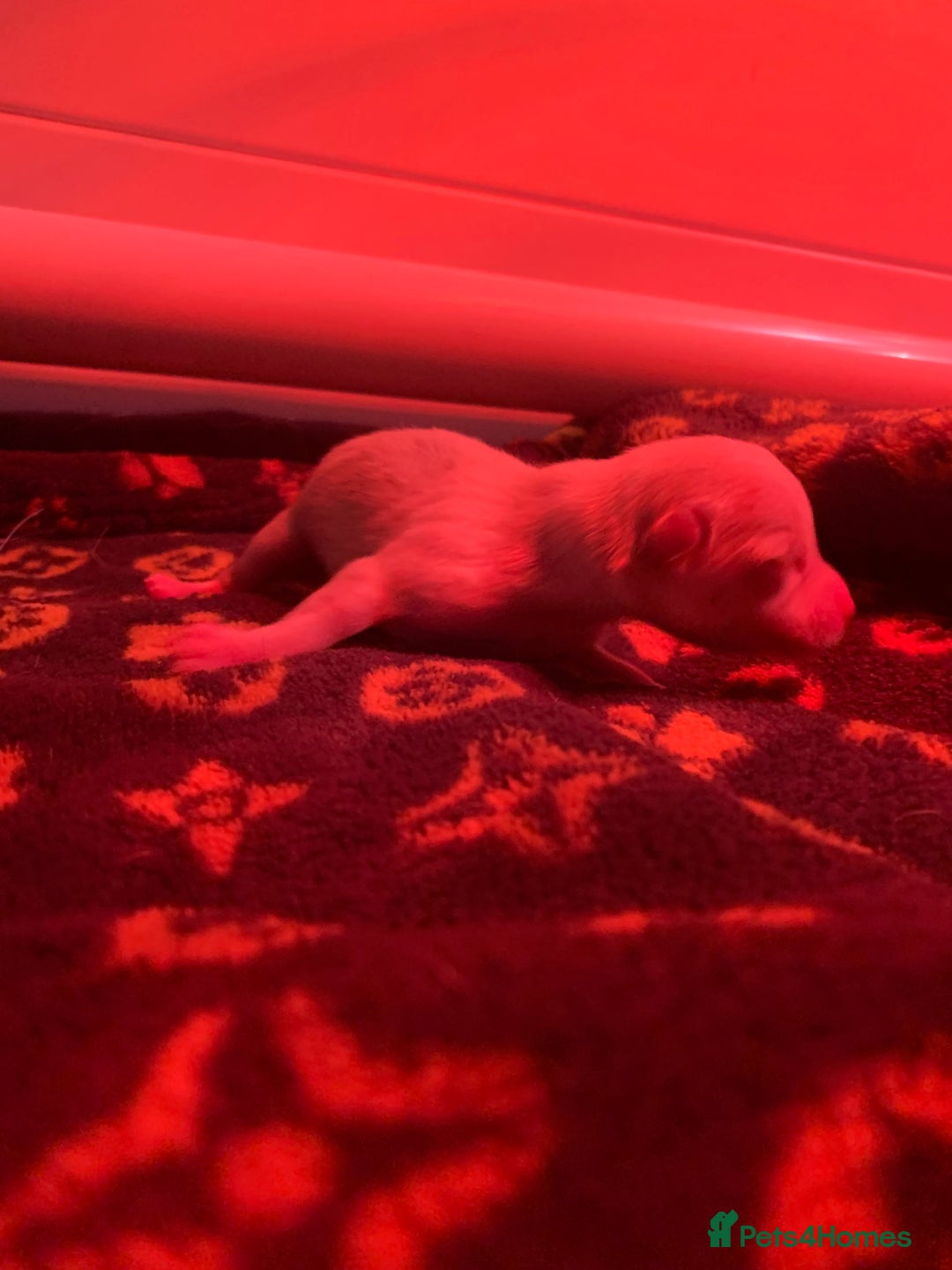 Pomchi dogs for sale: 🐾POMCHI PUPPIES🐾 - Image 10