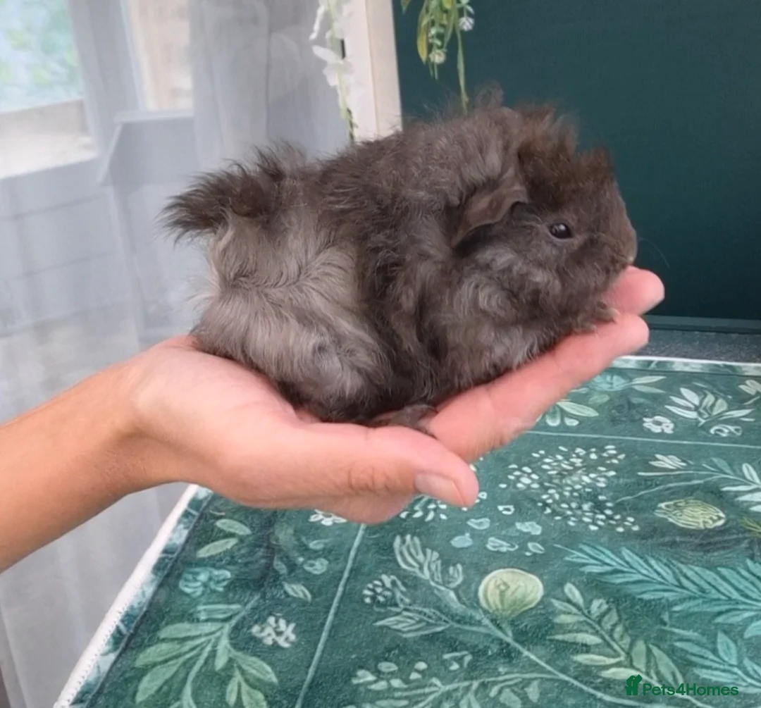 Guinea Pig rodents for sale: Pair of bonded male Guinea pigs young  - Advert 8