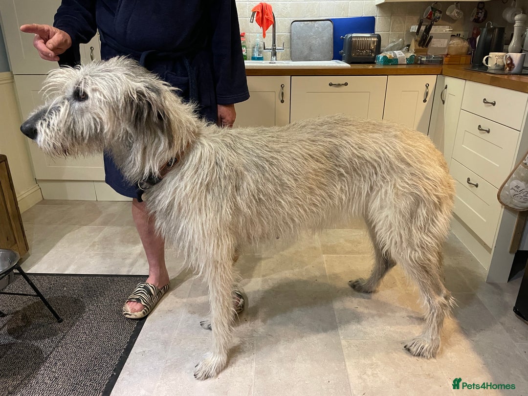 Irish Wolfhound dogs for sale: Irish Wolfhound full pedigree puppies for sale  - Advert 7