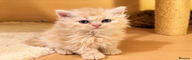  Cream/Milky White Longhair Boy No.2 – Extra Fluffy