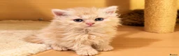 Selkirk Rex cats for sale: Beautiful litter of longhair Selkirk Rex kittens - Advert 26