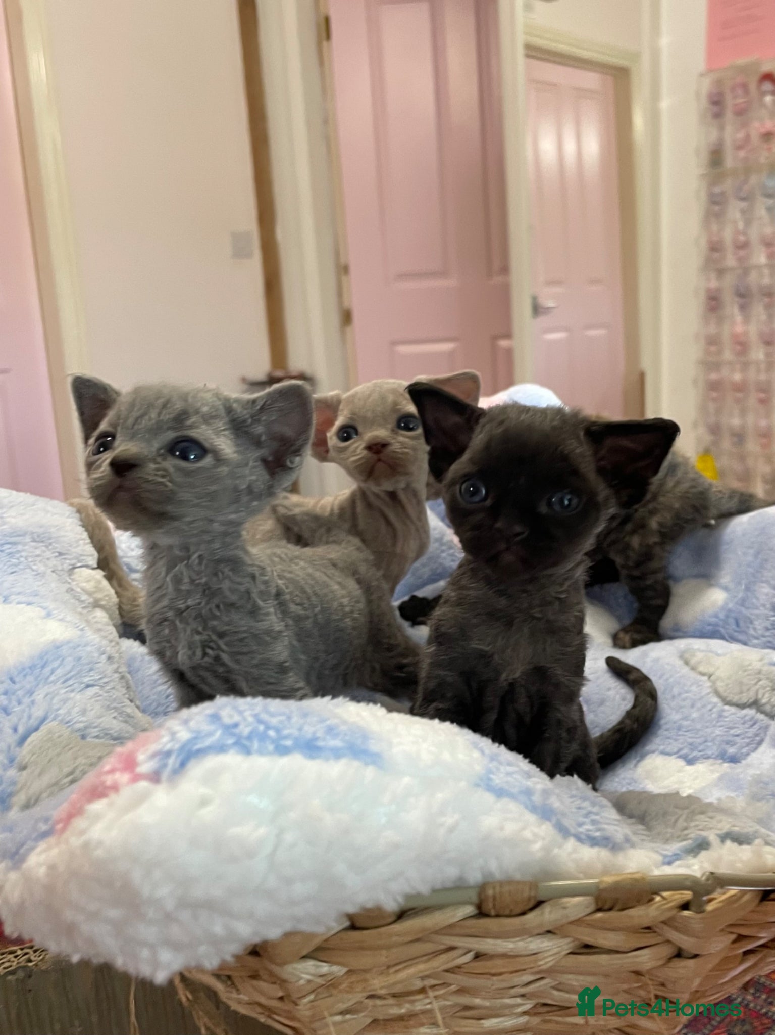 Devon Rex cats Stunningly beautiful pure Devon Rex kittens - Advert 2