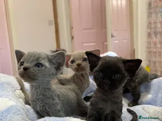 Devon Rex cats Stunningly beautiful pure Devon Rex kittens - Advert 2