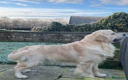 Golden Retriever dogs for sale: Extensively Health tested parents.Snowwhite Chunks - Image 14