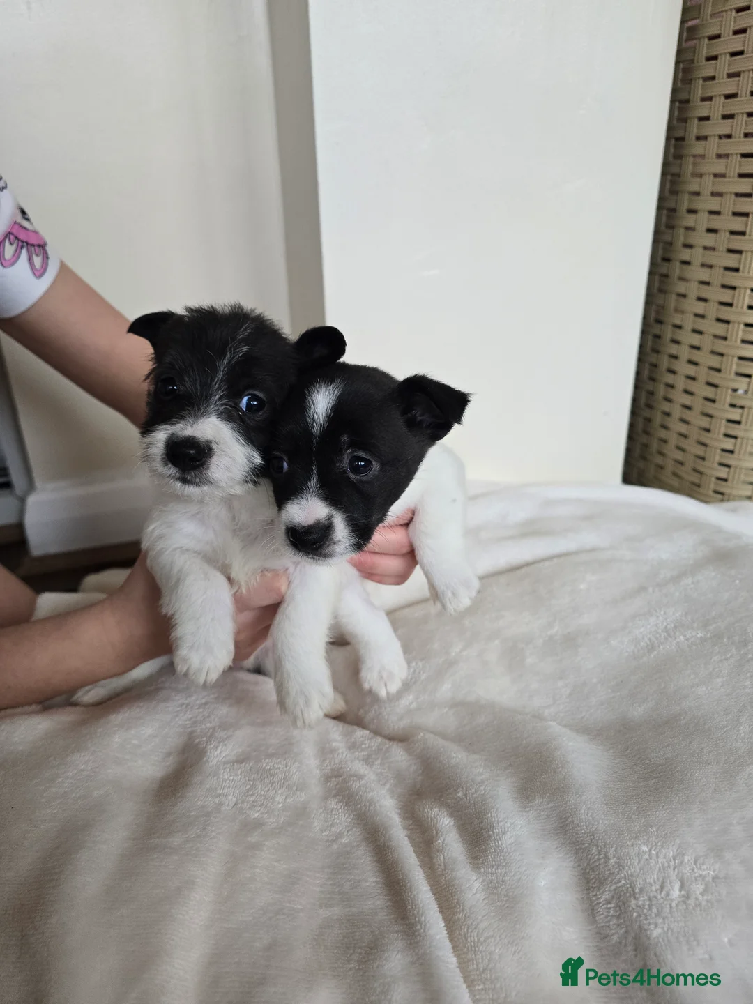 Mixed Breed dogs for sale: Malchi puppies for sale  - Advert 27
