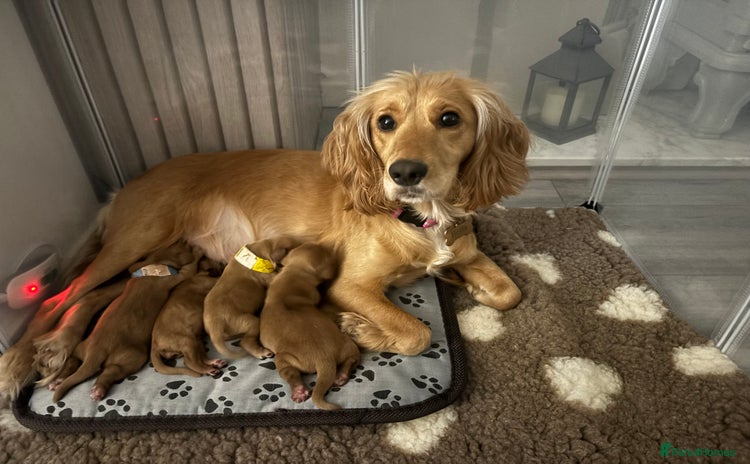 Cocker Spaniel dogs - Advert 1