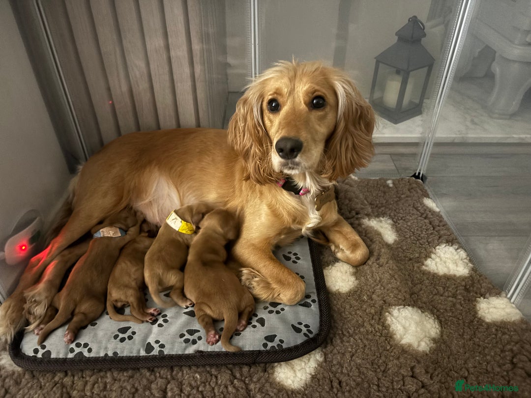 Cocker Spaniel dogs for sale: Beautiful Cocker Spaniel Puppies - Image 1