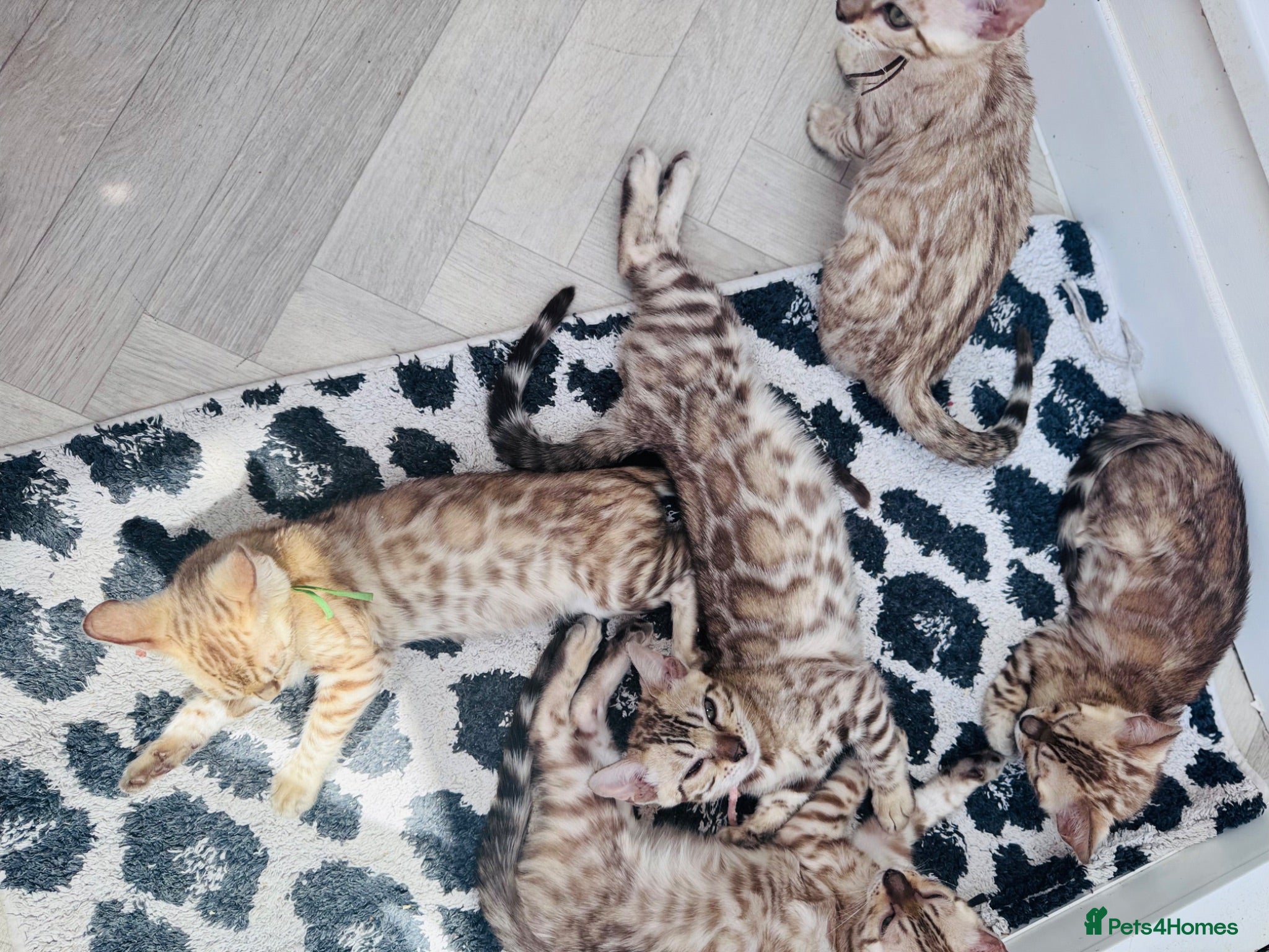 Bengal cats Ready to Leave Now - TICA Reg Bengal Kittens.  - Advert 2