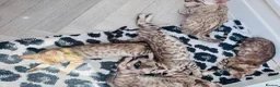 Bengal cats for sale: Price Heavily Reduced. Ready to Leave Now. TICA - Advert 7