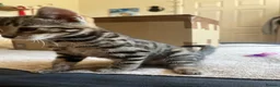 Bengal cats for sale: Beautifully marked Bengal cross kittens. - Advert 10